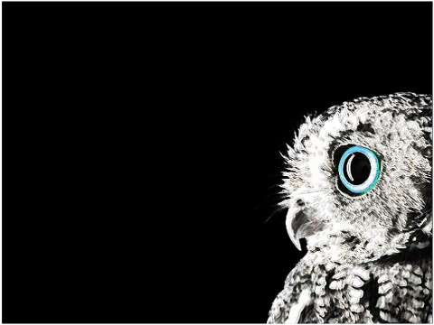 owl-bird-feathers-plumage-wildlife-7728634