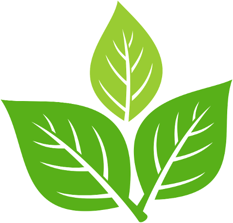 green-leaf-plant-nature-spring-9850205