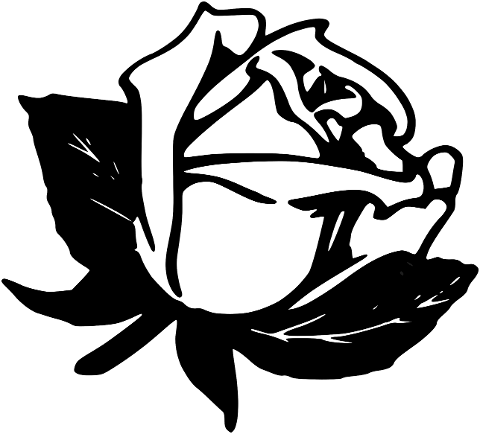 rose-flower-plant-petals-bloom-6772355