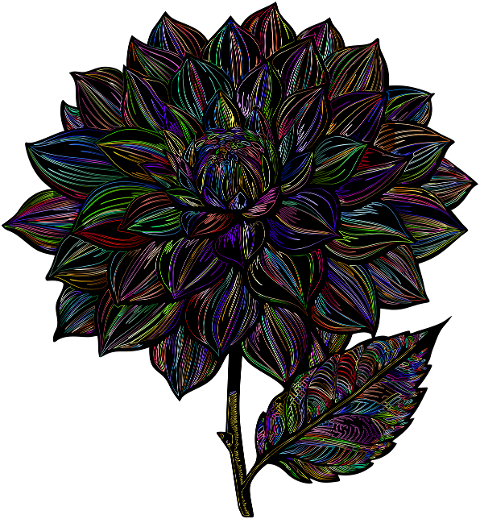 dahlia-flower-plant-decorative-8764333