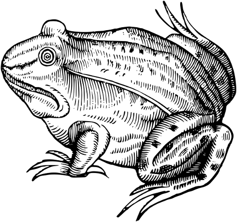 frog-animal-line-art-amphibian-5221288