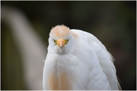 bird-close-up-white-nature-4390302