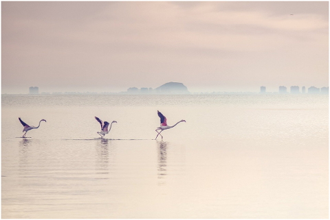 waterscape-flamingos-lagoon-lake-5541692