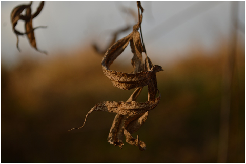 brown-fall-leaf-dry-wood-4478298