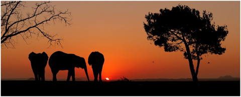 sunset-animals-elephants-nature-4795203