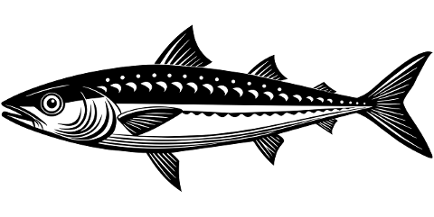 mackerel-fish-animal-aquatic-8853405