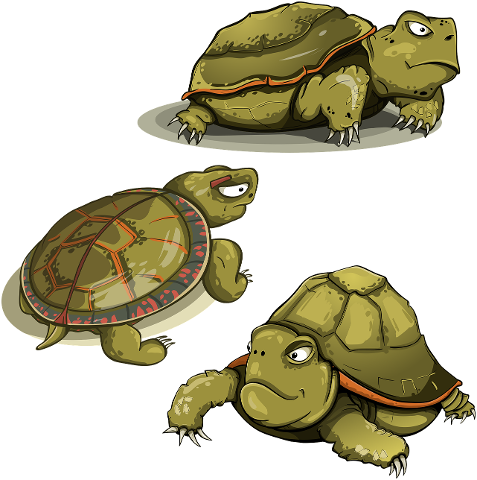 tortoise-amphibious-set-tortila-4228418