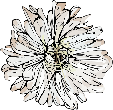 white-chrysanthemum-flower-bloom-4863343