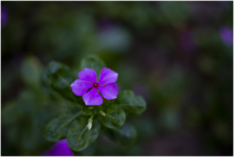 flower-petals-periwinkle-flowers-5467182