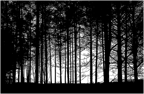 forest-trees-silhouette-nature-6785149