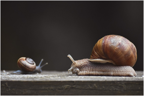 snail-mollusk-shell-escargots-6054917