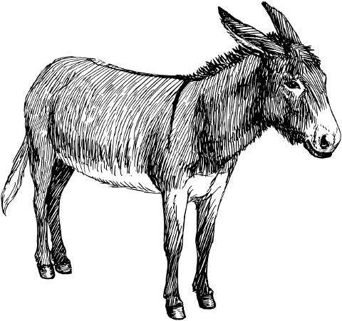 donkey-mammal-animal-line-art-8057139