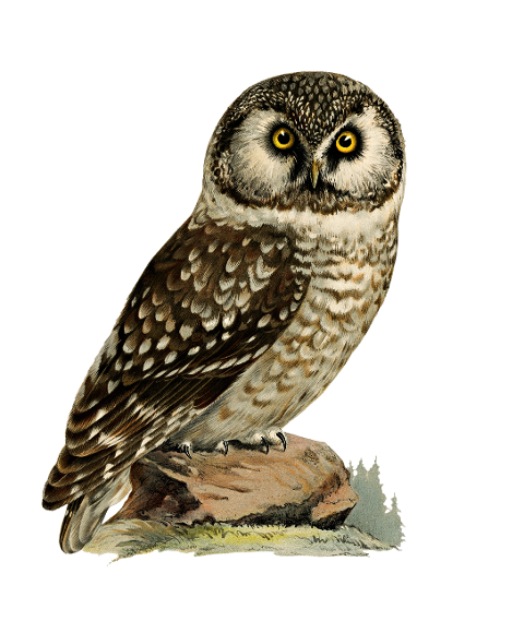 boreal-owl-owl-bird-animal-6259375
