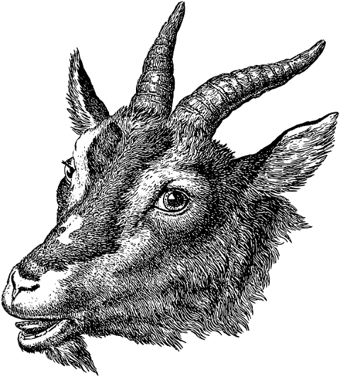 goat-head-animal-line-art-vintage-7156451