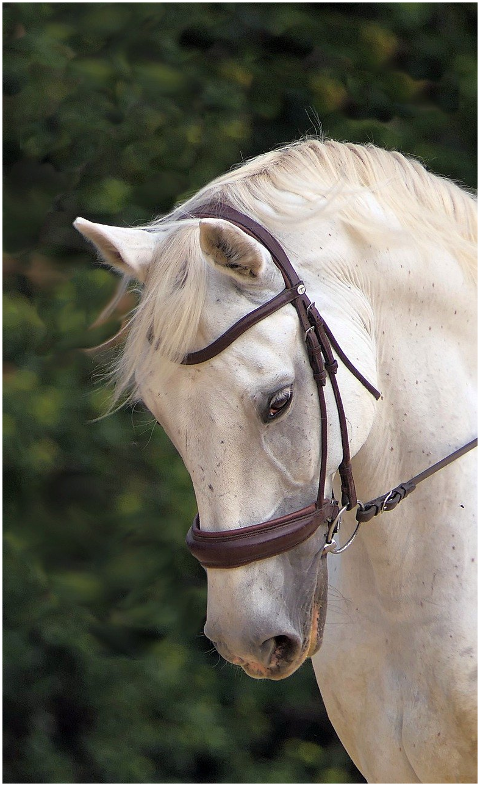 horse-white-head-horse-head-6310393