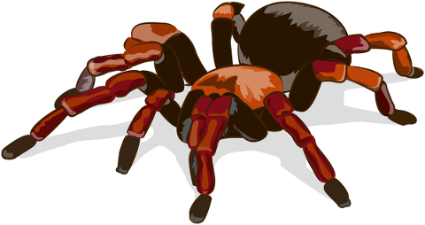 tarantula-spider-animal-arachnid-5796573