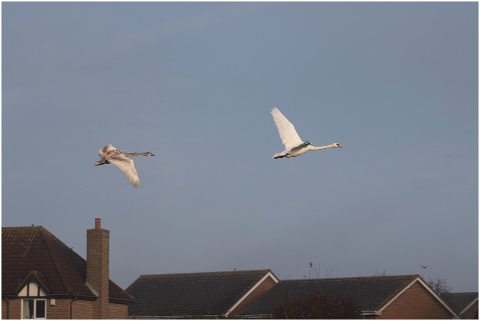 swans-in-flight-cygnet-in-flight-4615596
