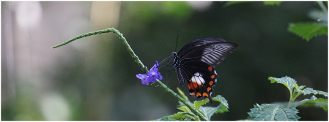 butterfly-background-insect-flying-4863187