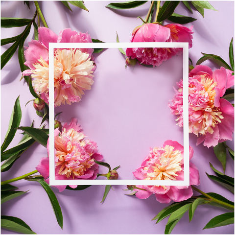 frame-border-flowers-leaves-6547533