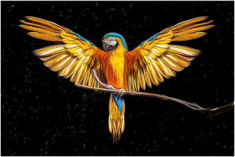 bird-parrot-wings-night-stars-6197798