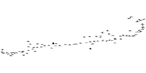 birds-silhouette-animals-flying-5216005