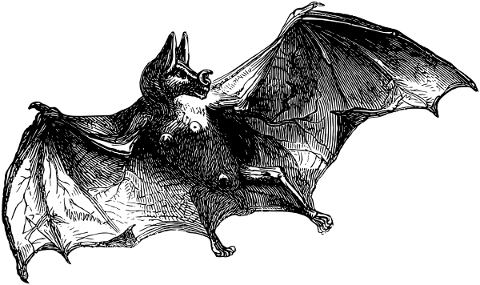 bats-wings-line-art-flying-animals-5198131