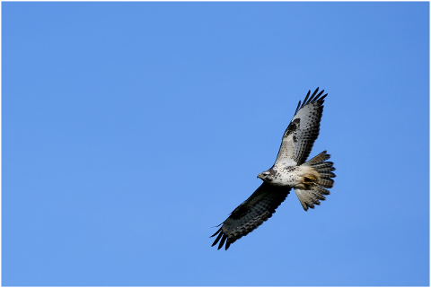 common-buzzard-birds-of-prey-hunter-4620494