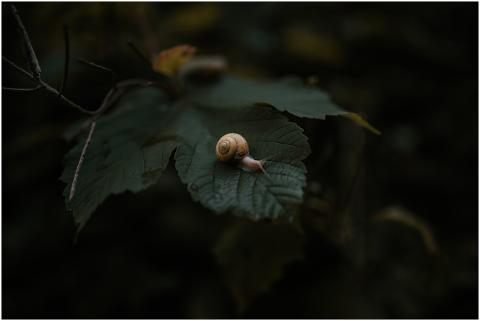 snail-slug-nature-blat-branch-4612367