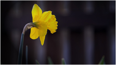 spring-spring-flowers-yellow-nature-4991998