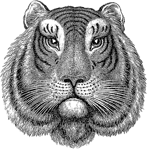 tiger-face-head-line-art-animal-7194336