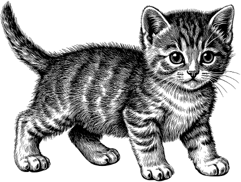 cat-animal-feline-kitten-pet-cute-9771160