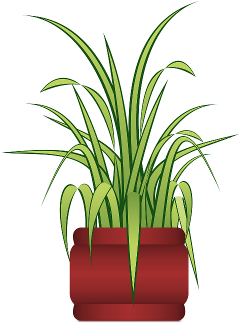plant-spider-plant-potted-plant-8686995