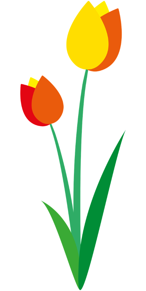 flower-tulips-nature-flora-spring-7176618