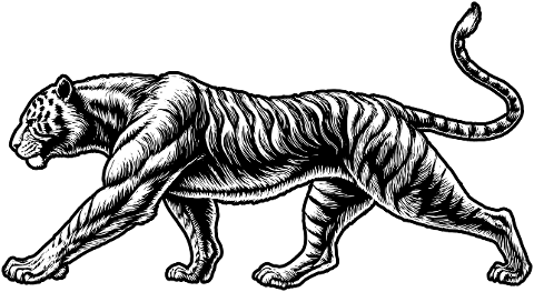 ai-generated-tiger-animal-predator-8836672