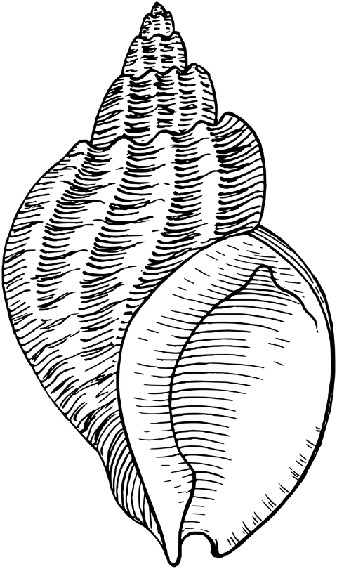 seashell-line-art-shell-whelk-8026919