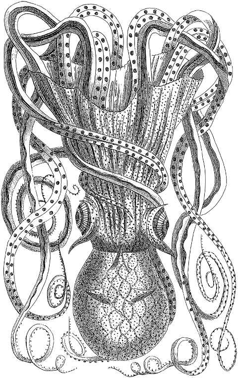 cuttlefish-octopus-animal-line-art-8325035