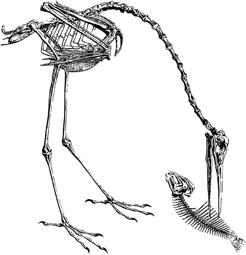 bird-skeleton-line-art-animal-7156377