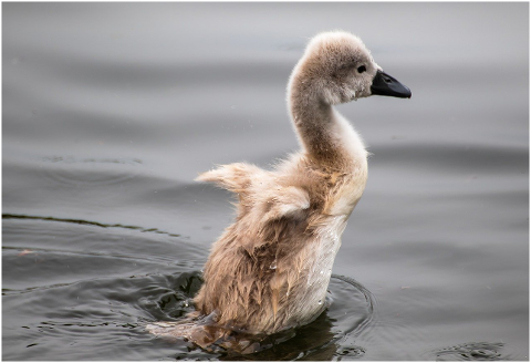 swan-young-swan-cygnet-water-6292606