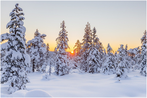 winter-conifers-sunset-snow-snowy-5892335