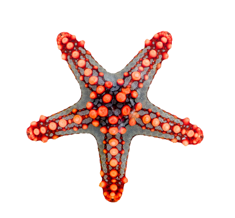 starfish-animal-ocean-fish-star-6294521