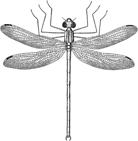 dragonfly-insect-bug-animal-7305441