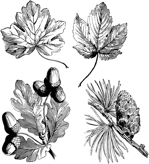 leaves-collection-foliage-acorns-6196153