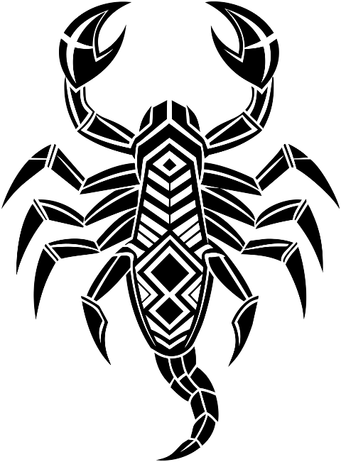 scorpion-animal-arachnid-poisonous-8726324