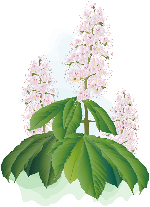 chestnut-blossoms-flowers-plants-6115322