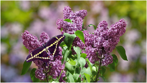 lilacs-butterfly-nature-insect-6064220