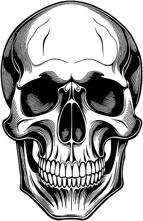 skull-head-skeleton-bones-8351244