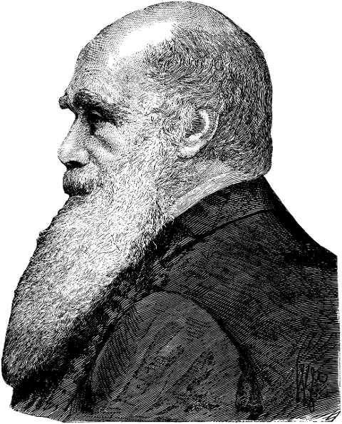 charles-darwin-line-art-evolution-7872115