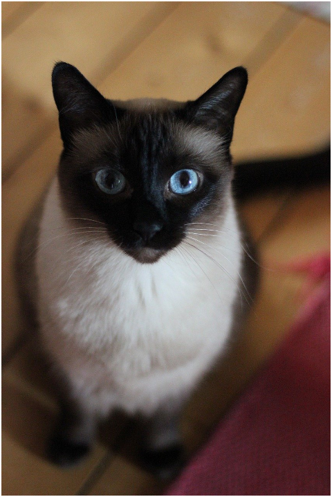 cat-pet-siamese-cat-animal-6054313