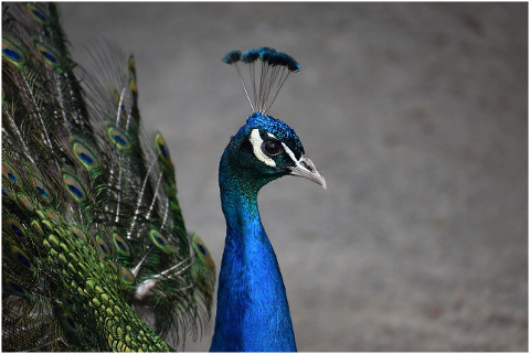 peafowl-peacock-bird-feathers-6316165