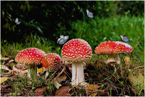 mushrooms-fly-agaric-butterflies-6084759